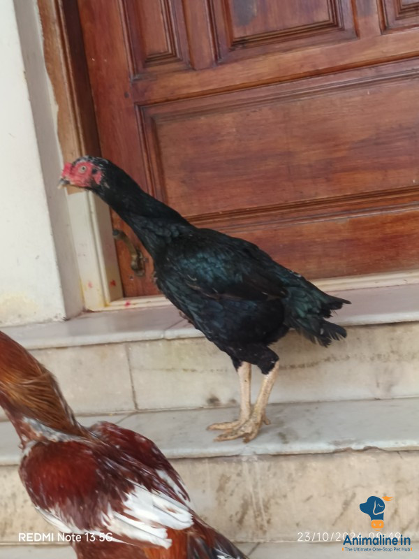 1 roster 2 hen for sale 