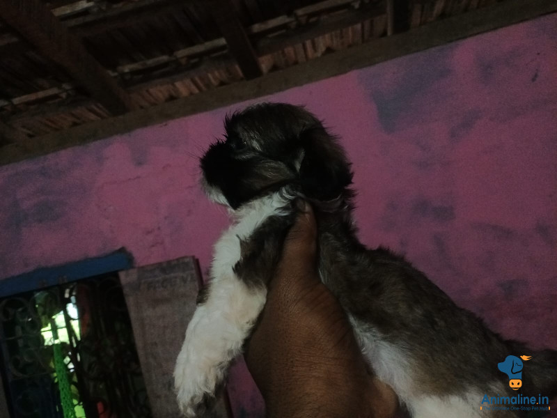 Quality famel shitzu puppy 