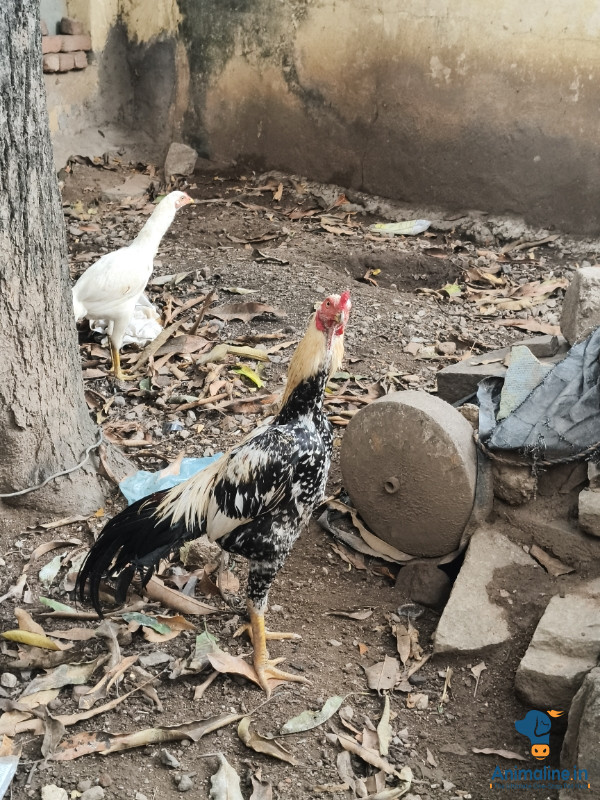 Pure aseel java and noori cross hen available