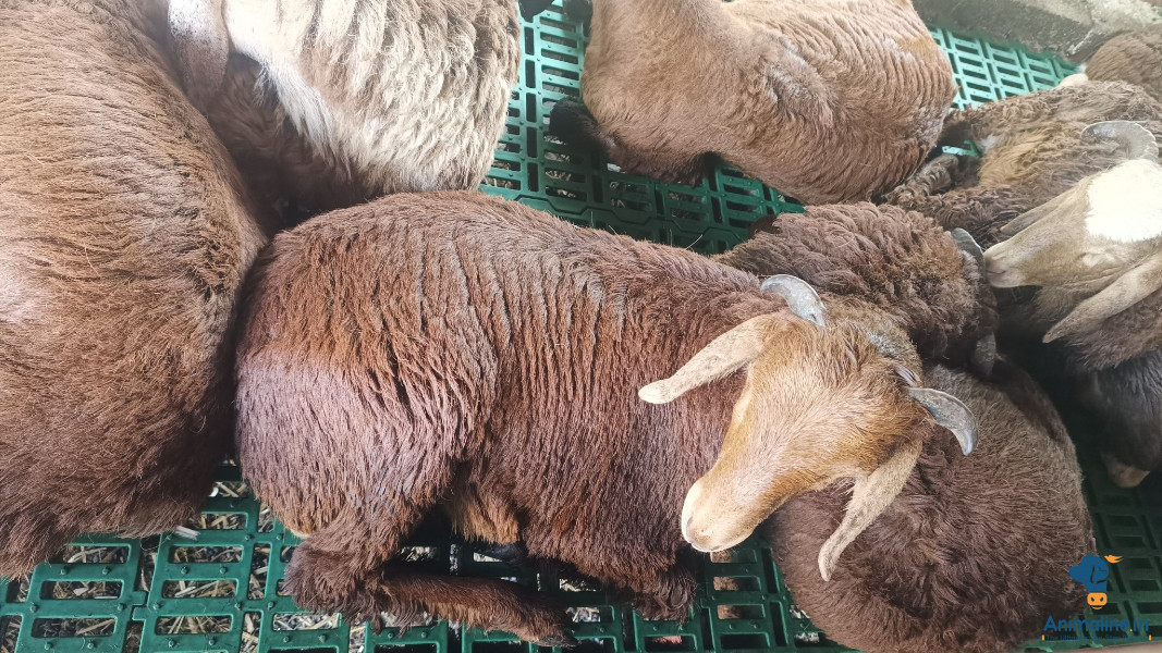 Premium Others Sheep for Adoption