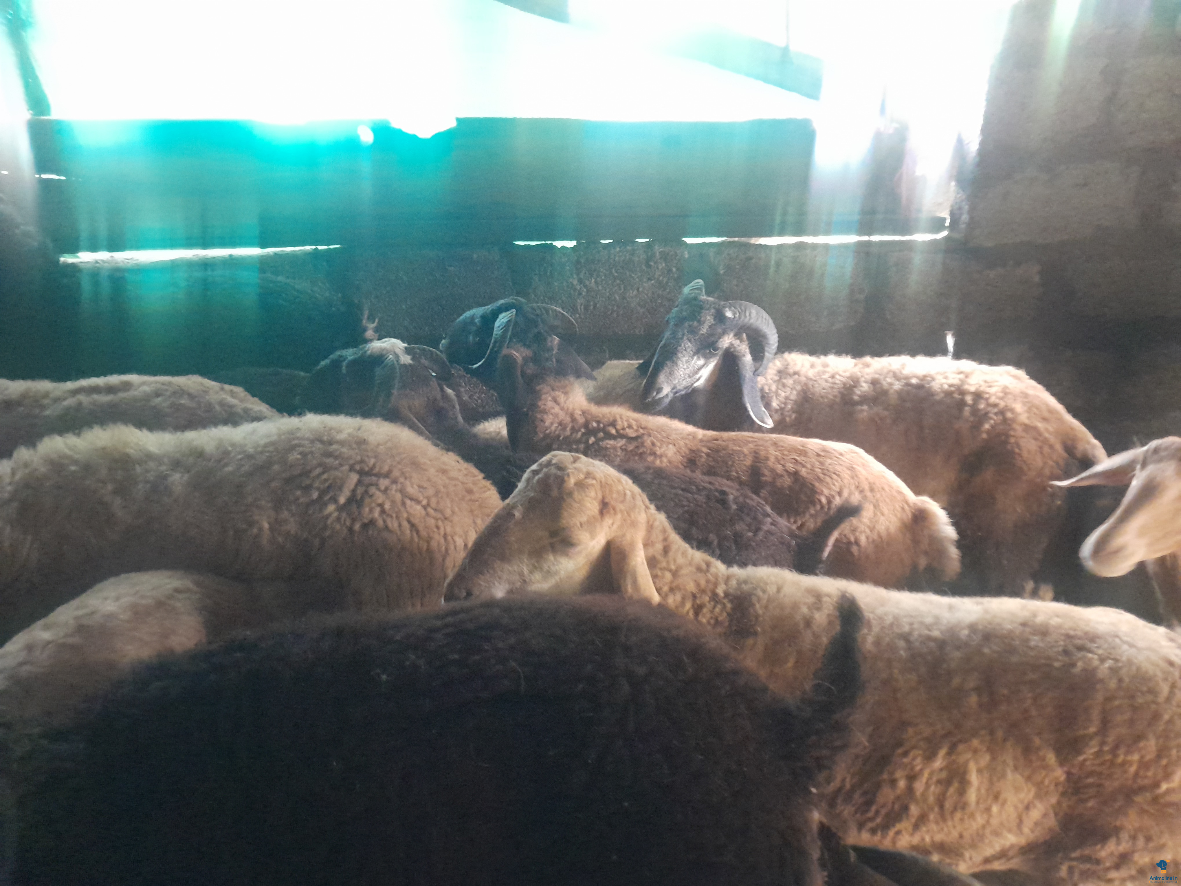 8 months sheep 