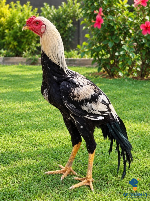 9 months old hen 