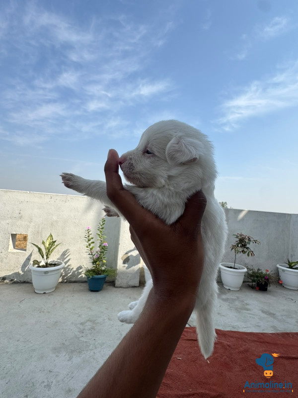 Pomerian cute puppies
