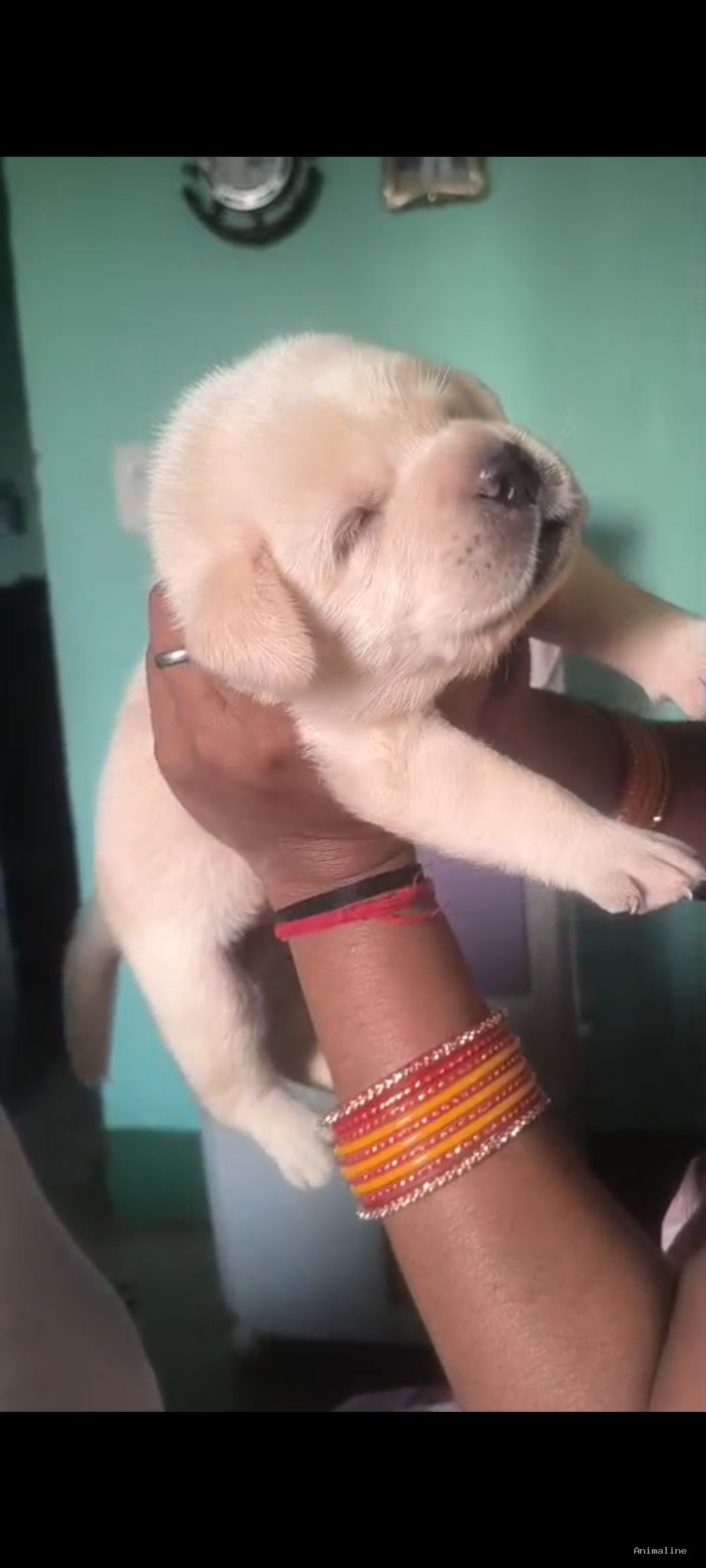 Labrador puppy available