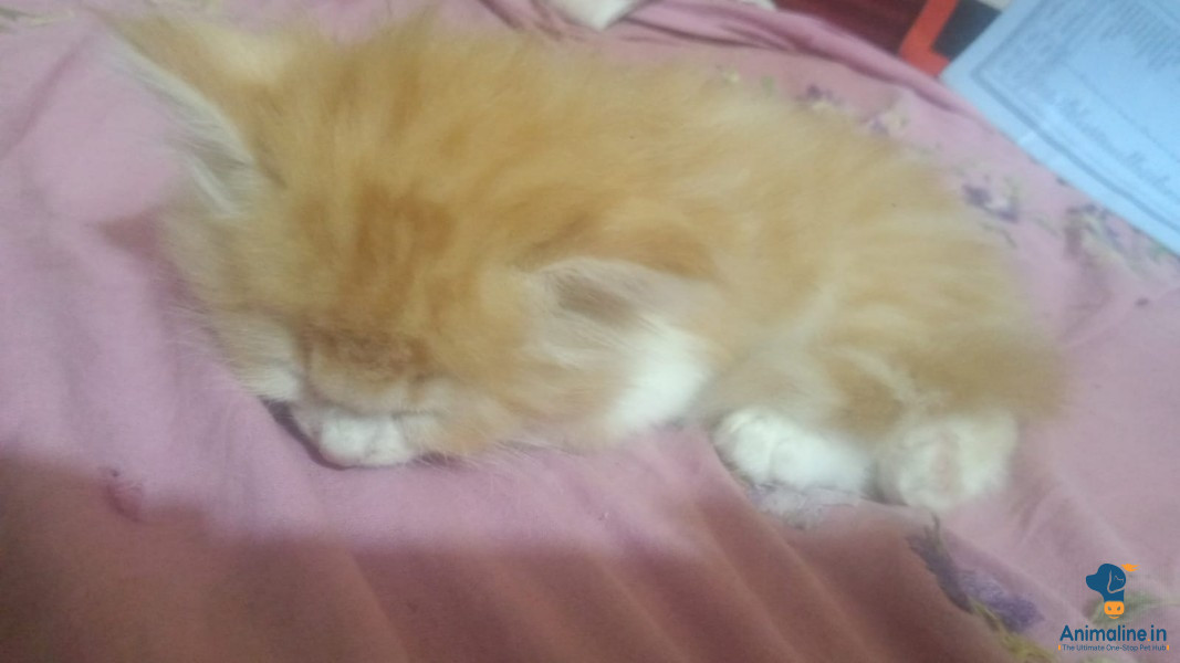1.5 months old cats for selll