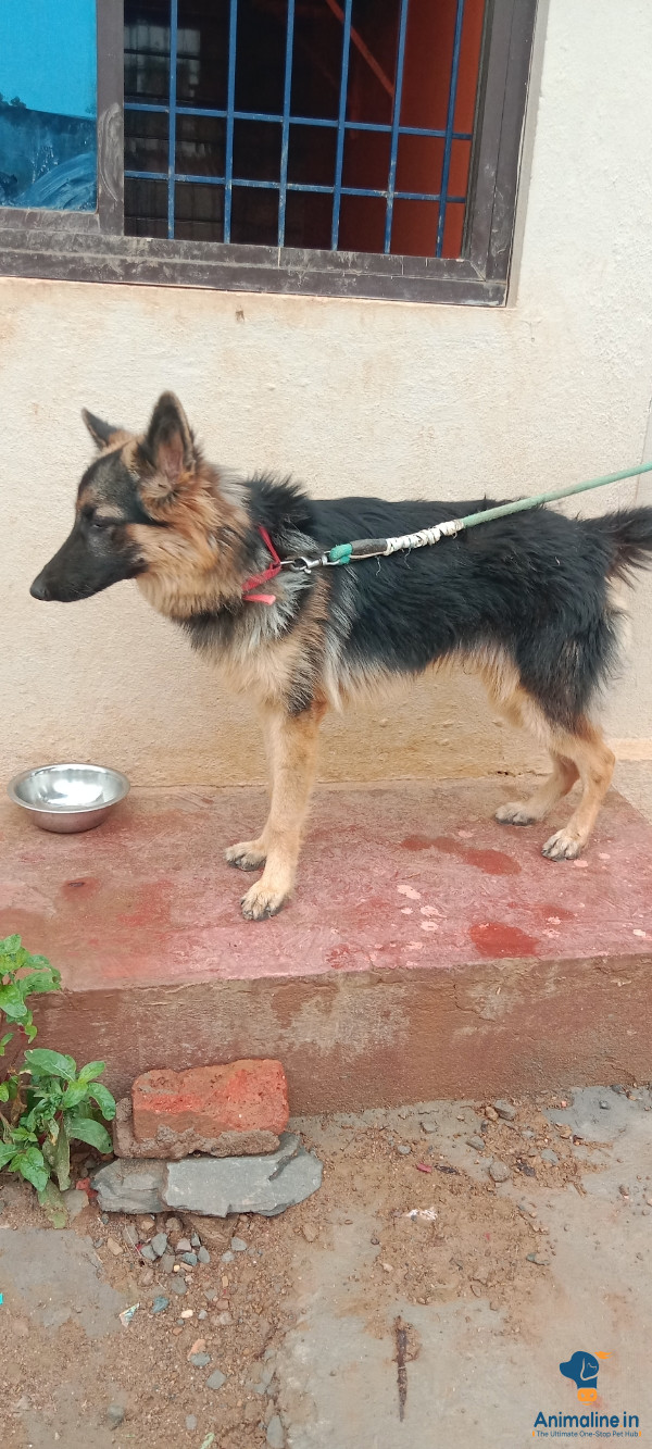 ಪ್ರೀಮಿಯಂ German Shepherd Dog ನಾಯಿ {}