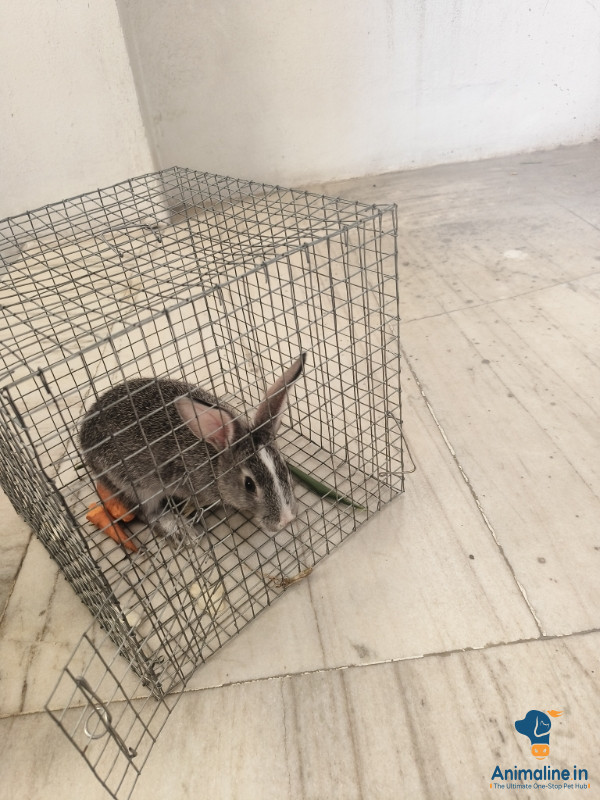 Two beautiful rabits for sale. Make and female