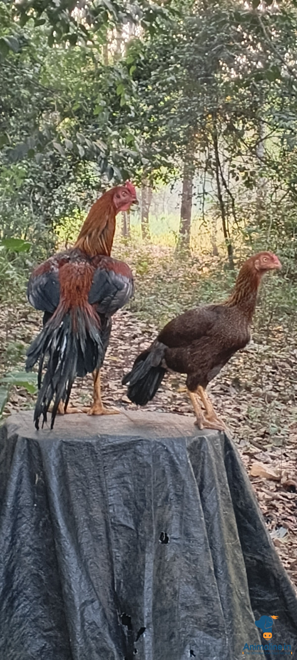 Healthy and Active Male Others for Sale