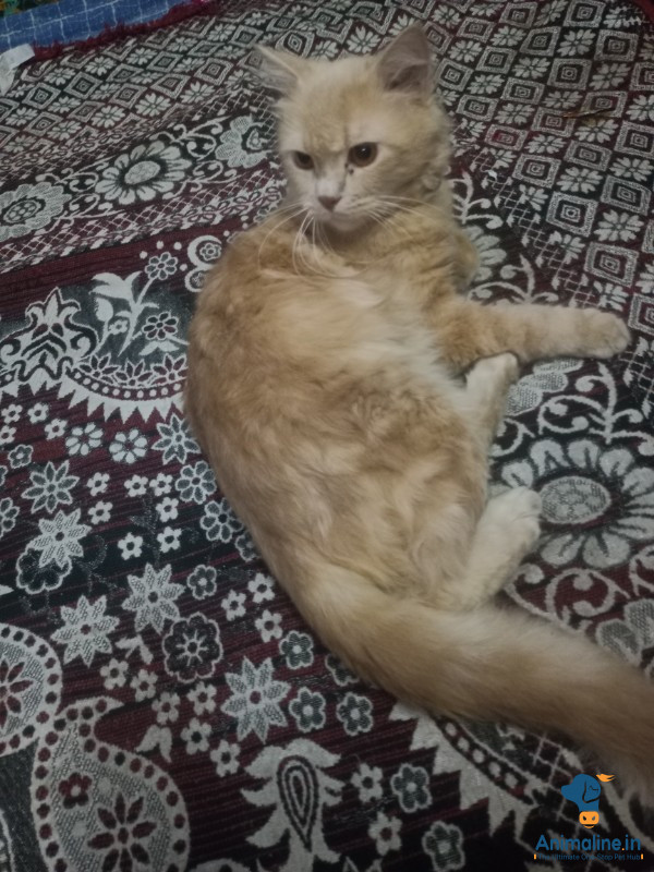 Brown Persian Cat for Sale 