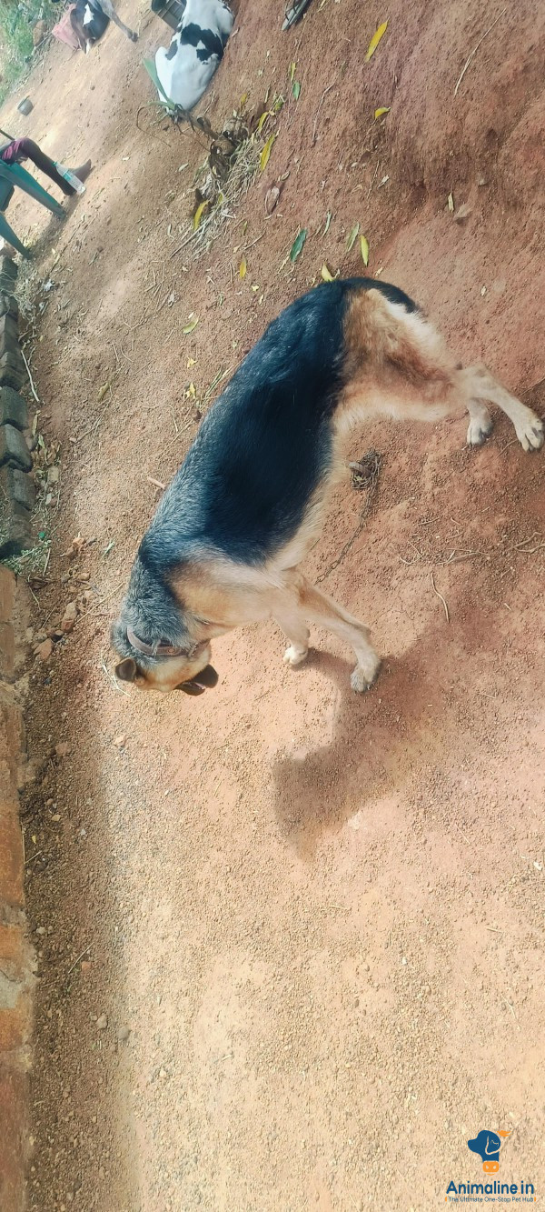 German Shepherd