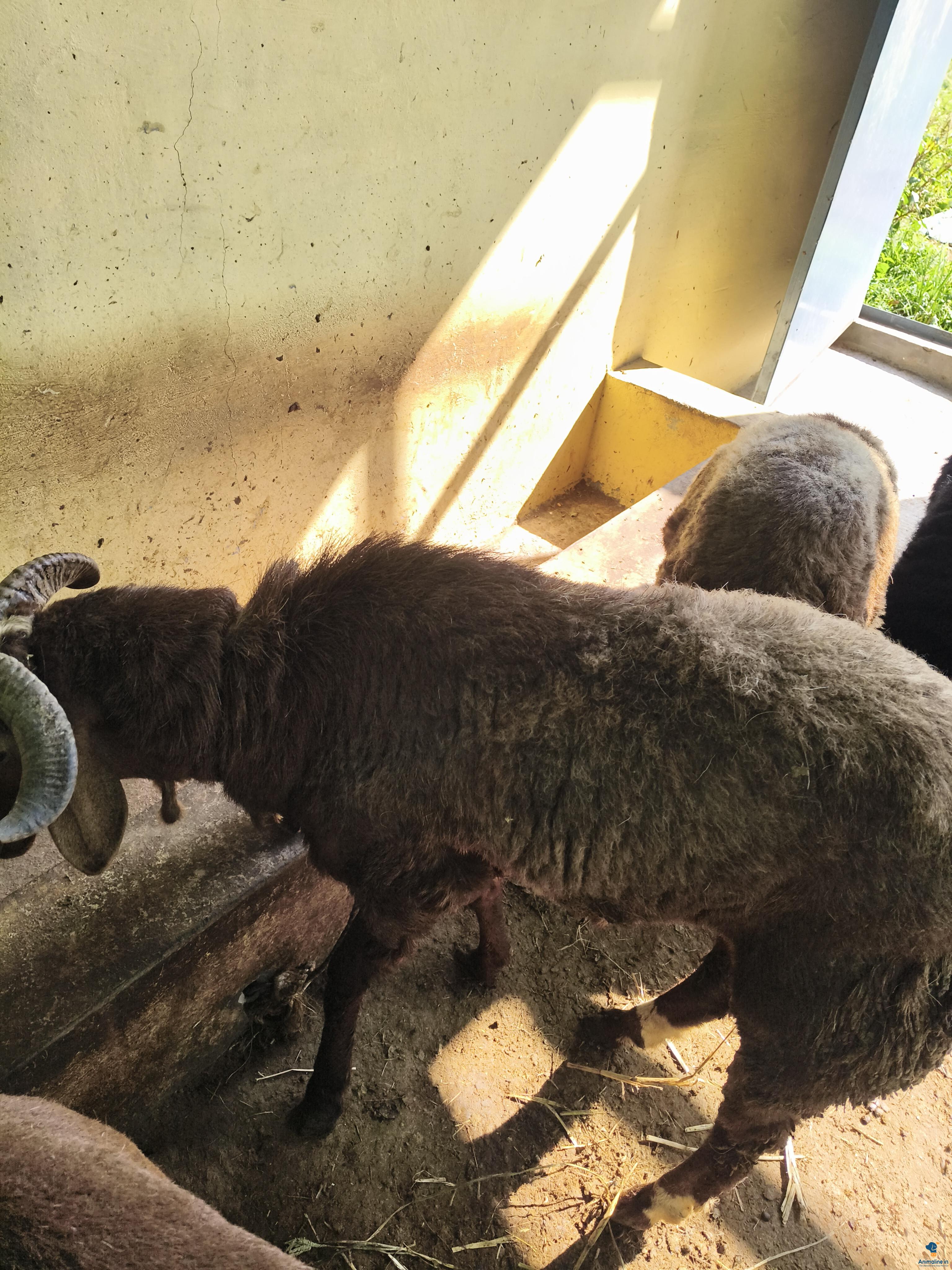7 months male sheep (60)