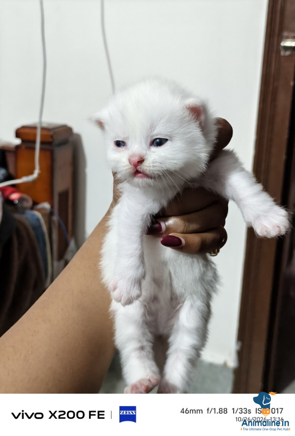 20 days old doll face persion cat