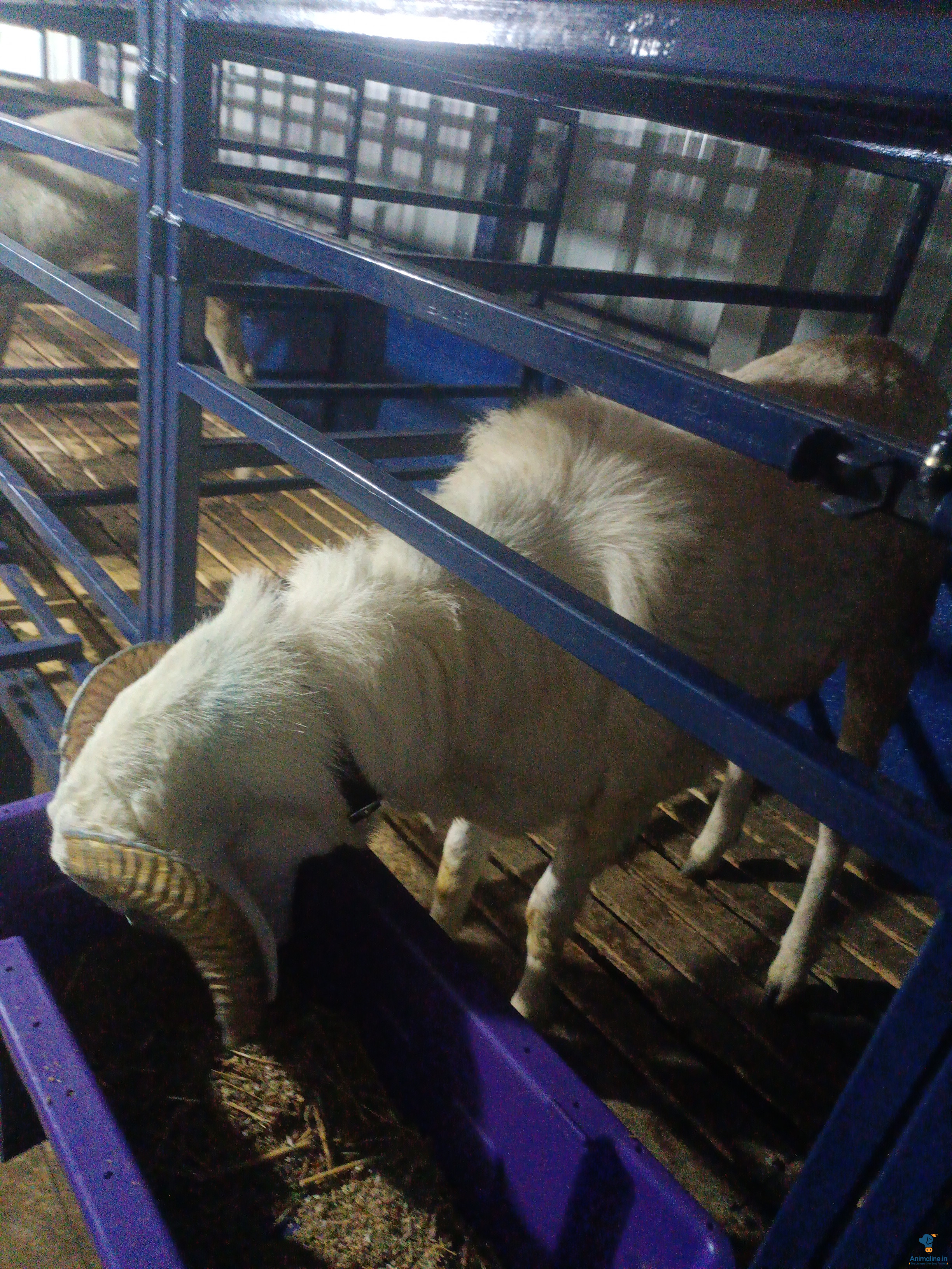 Amingarh sheep