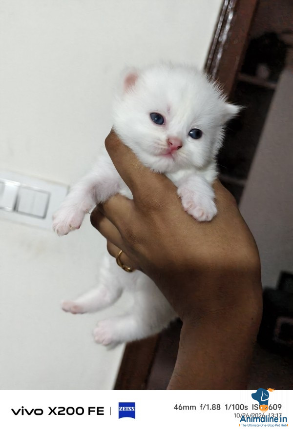 15dys old baby ,,blue eyes, doll face , Persian cat