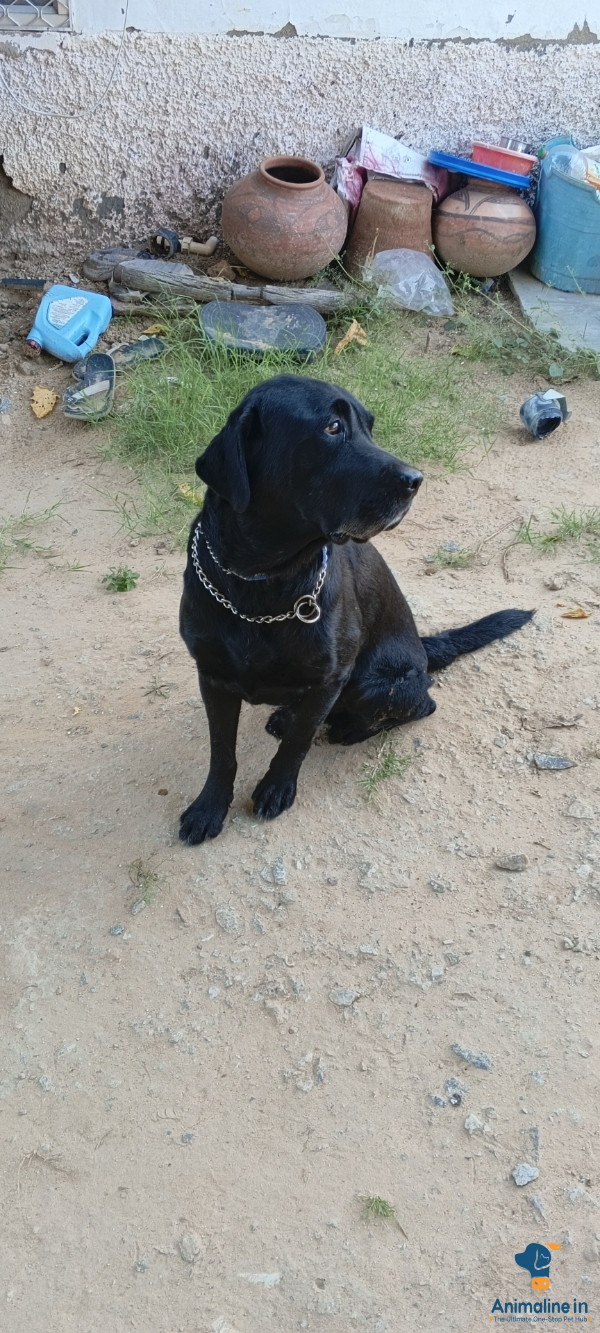 2 year ka black lebrador retriever 