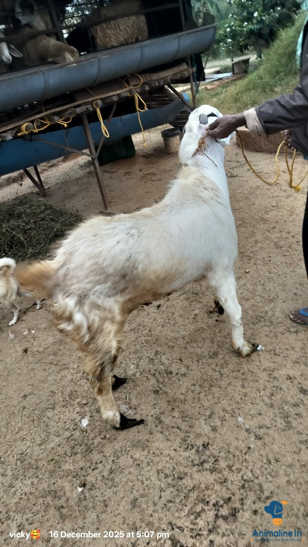 1.5 years old jamunapuri male goat for sale 