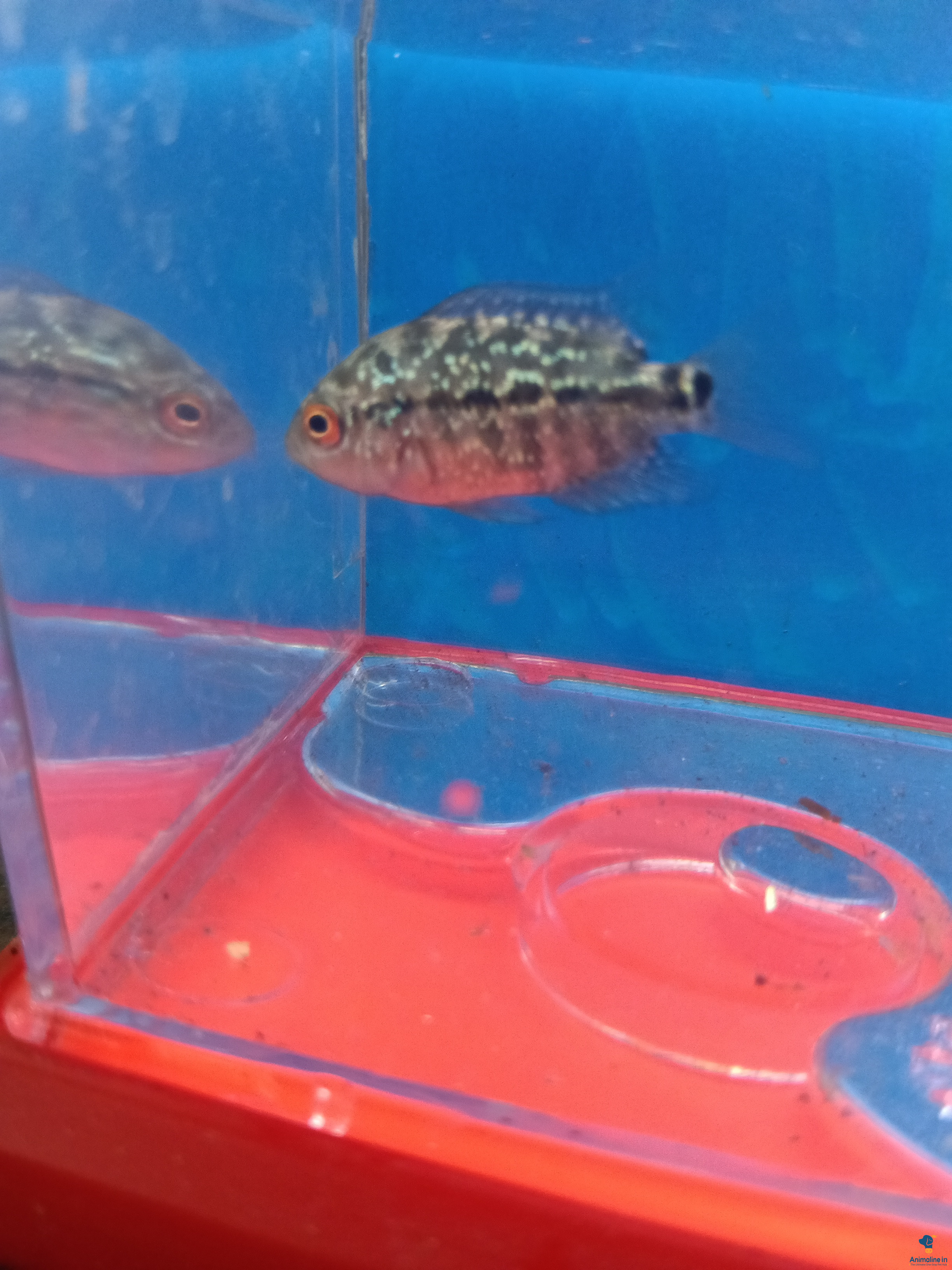 2  inch confirm mail