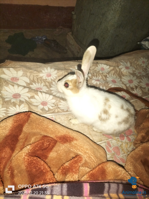 Kasmiri khargosh hai