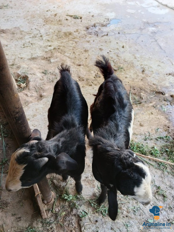 1 Year old male goats 