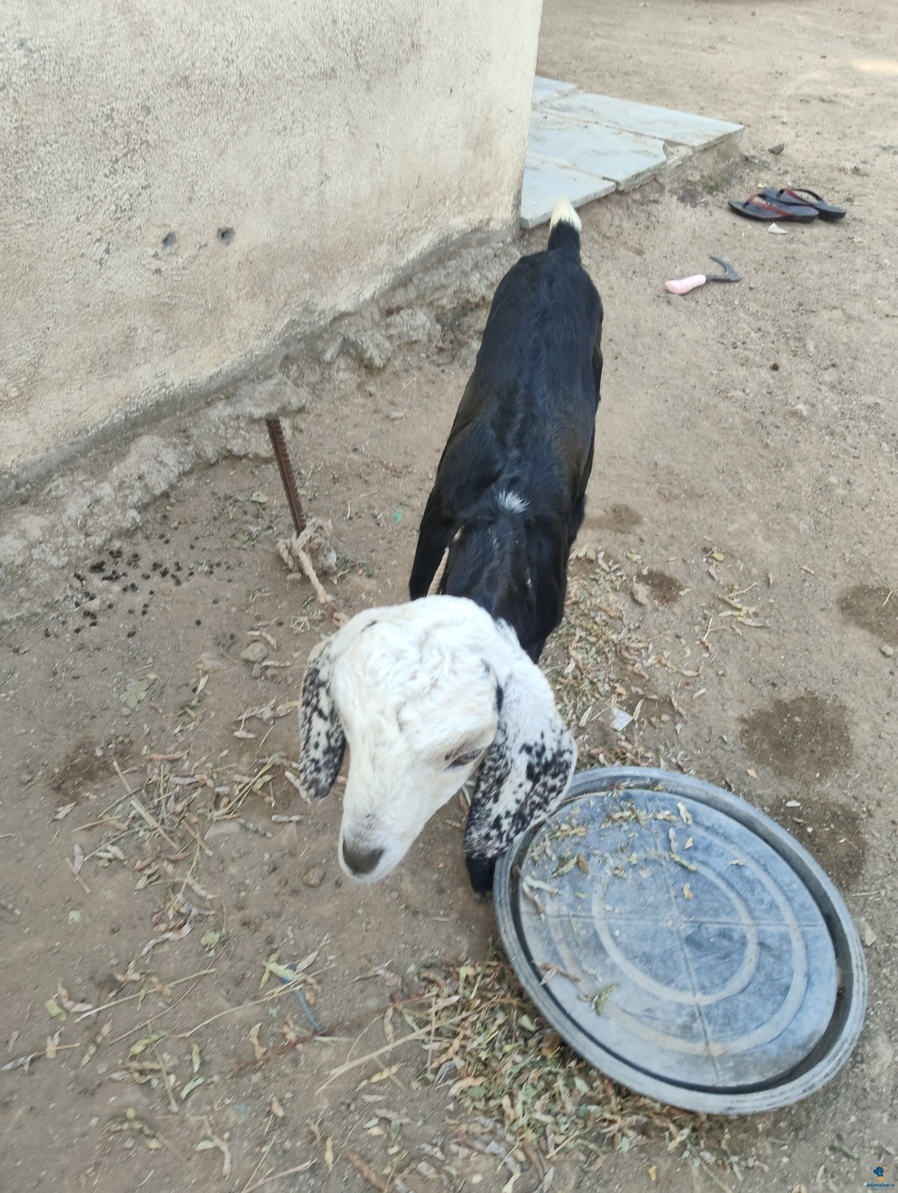 3 month old goat