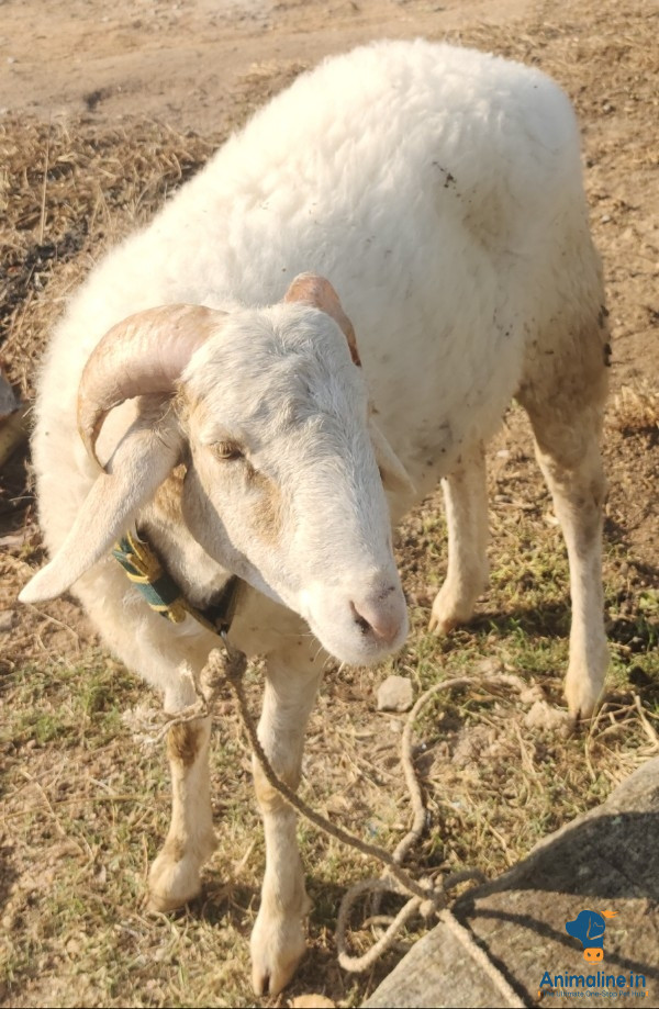 3 year's old nati tagaru