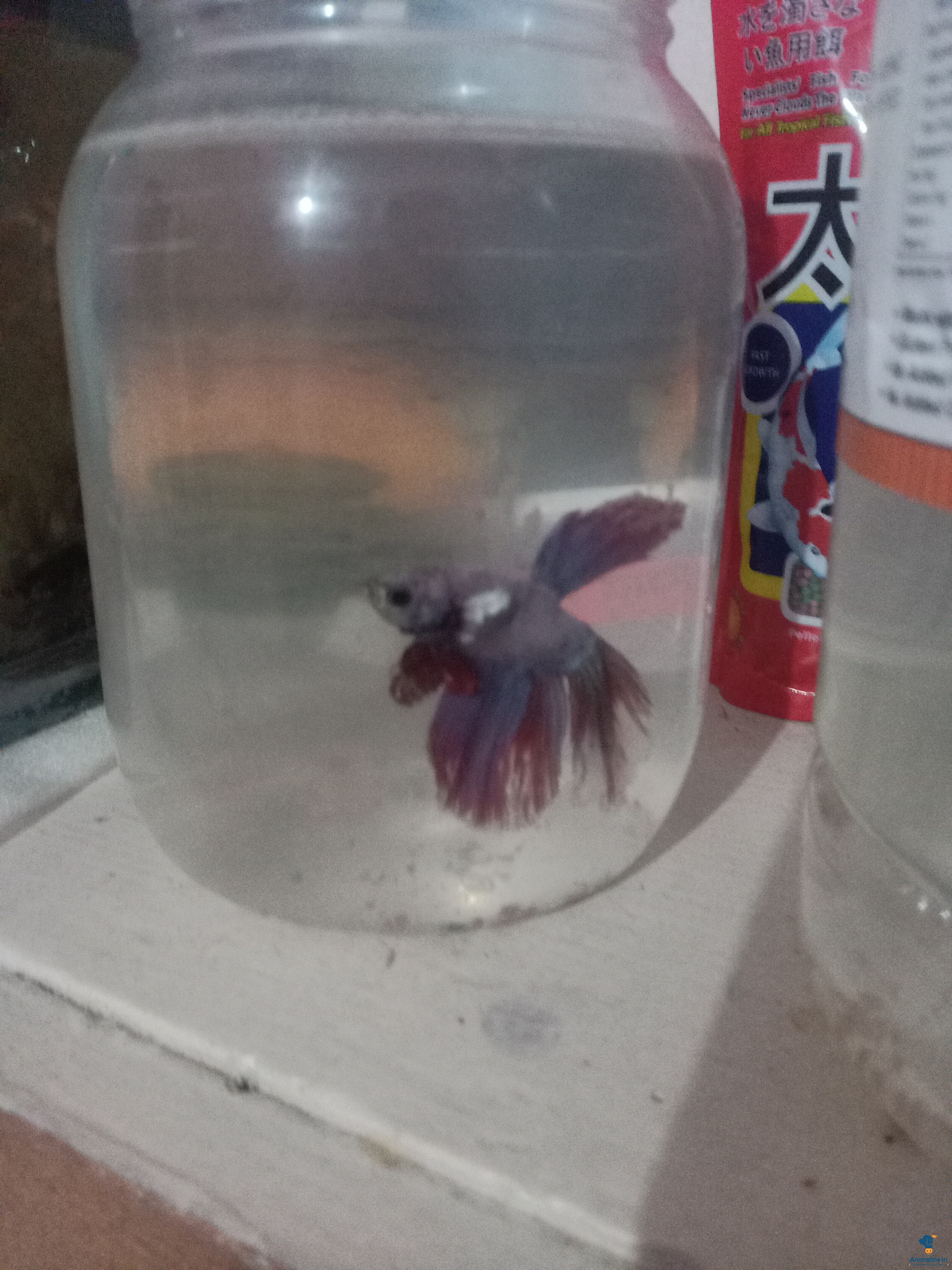 Aquarium with fishes urgent sale 