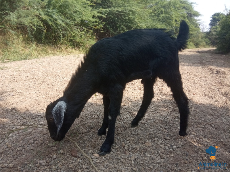 6ತಿ೦ಗಳ.ಮರಿ.ನಮಲೀ.ಈನು.ಮರಿ.ಞದೀ