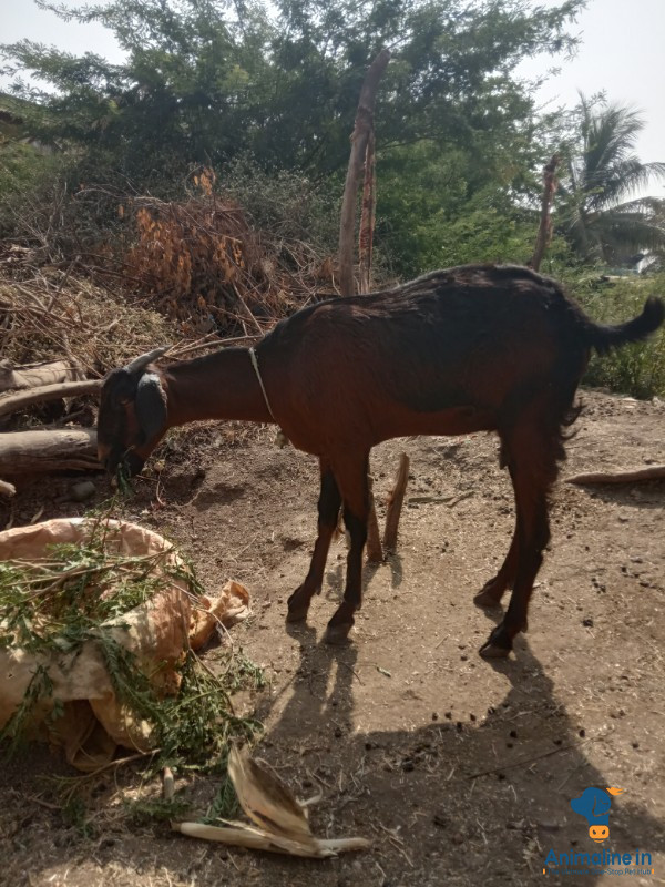 3ವರುಷದ.ಆಡು.ಗಬಾಗಿದಿ.ಕಟಿಸಿದಿವೀ