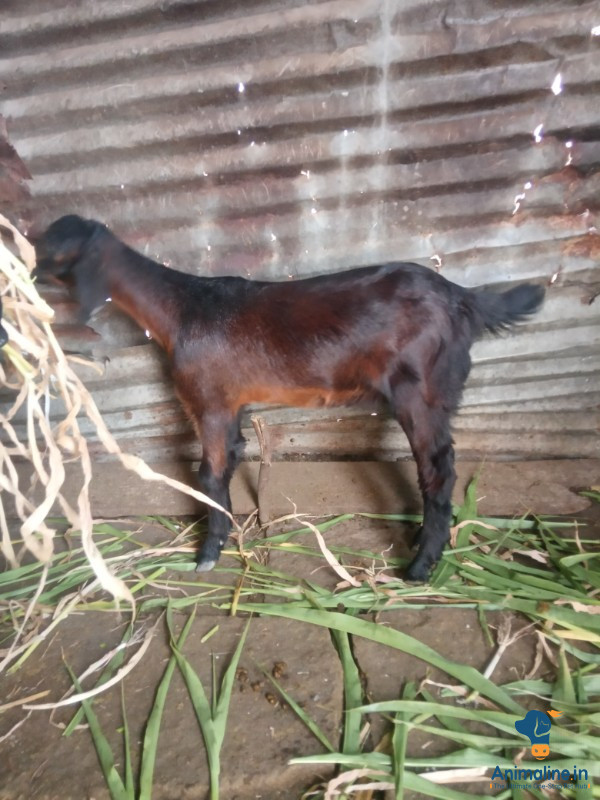 8ತಿ೦ಗಳ.ಮರಿ.ಈನು.ಮರಿ.ಇದಿ