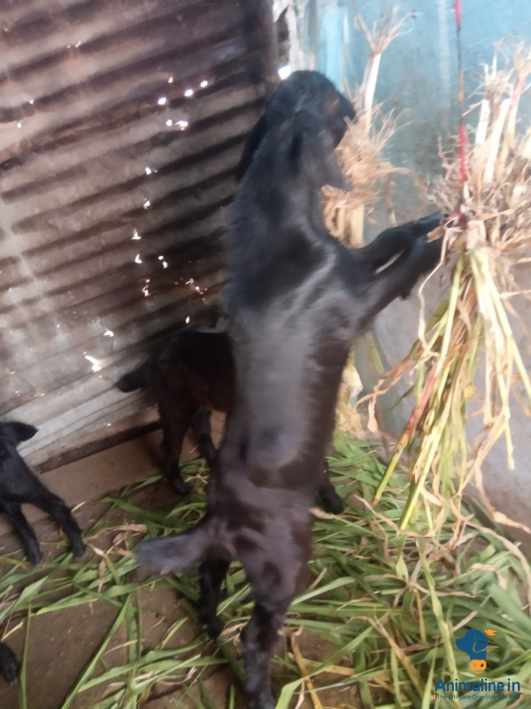 8ತಿ೦ಗಳ.ಮರಿ.ಈನು.ಮರಿ.ಇವಿ