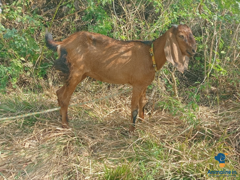 2 years old goat