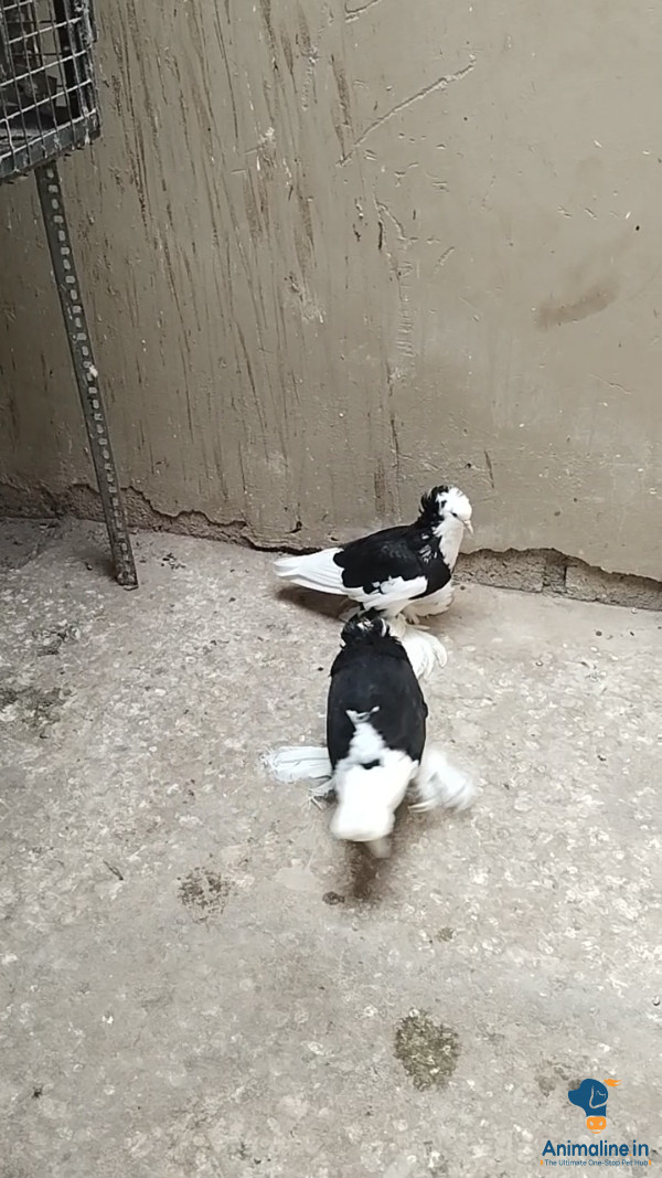 10 month breeding pair 