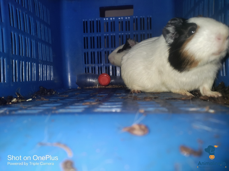 Three months old one pair gunie pig 