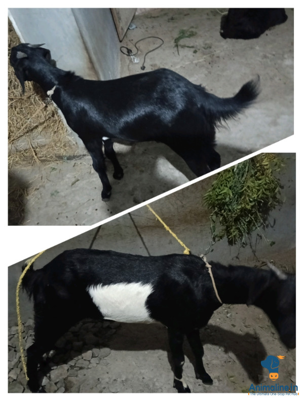 11 ತಿಂಗಳ ಗಂಡು ಮೇಕೆ 