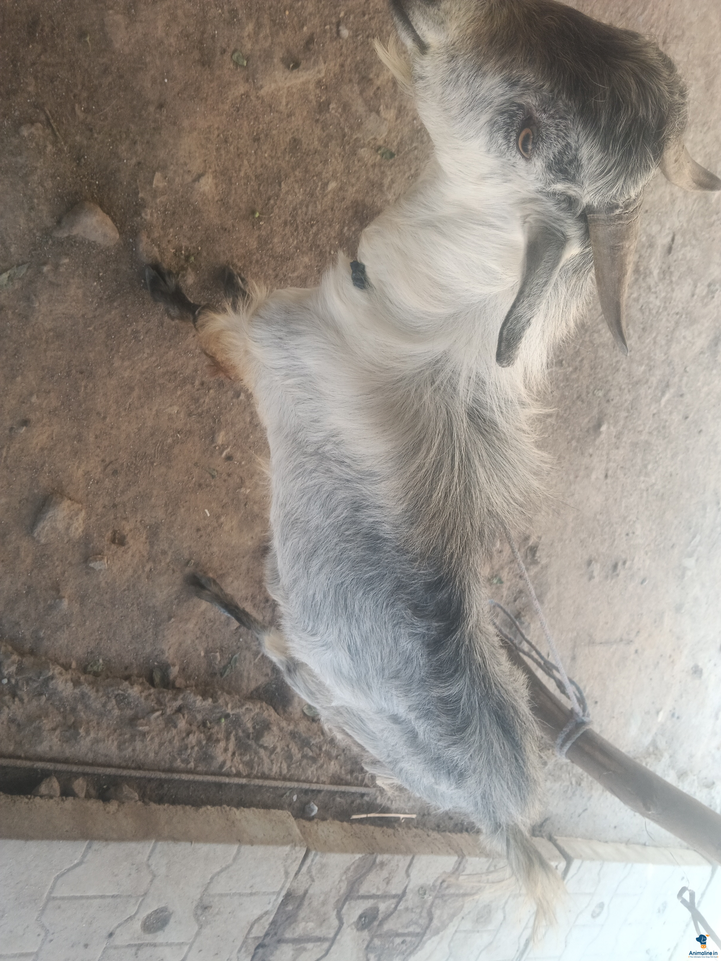 3 goats ready for sale