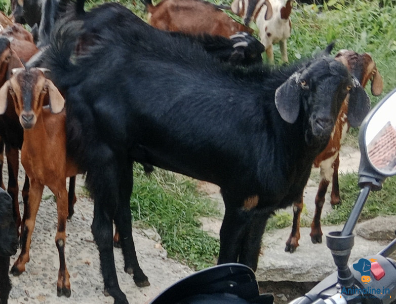 4 year Old male breed goat 