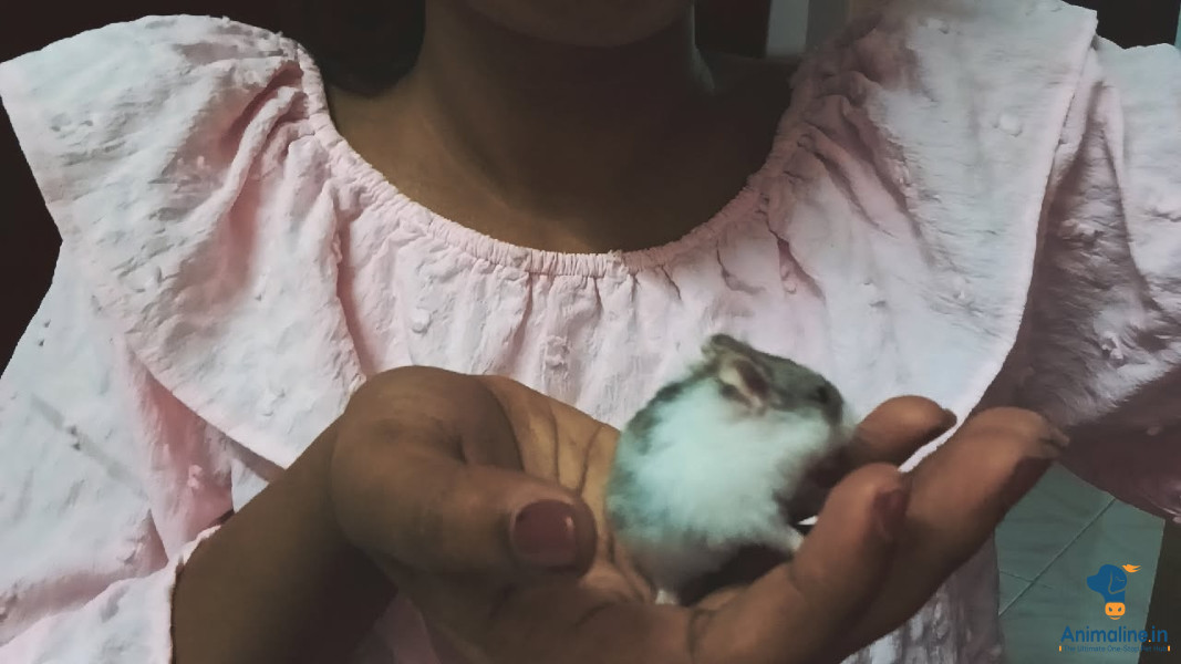 1 months albino hamster 