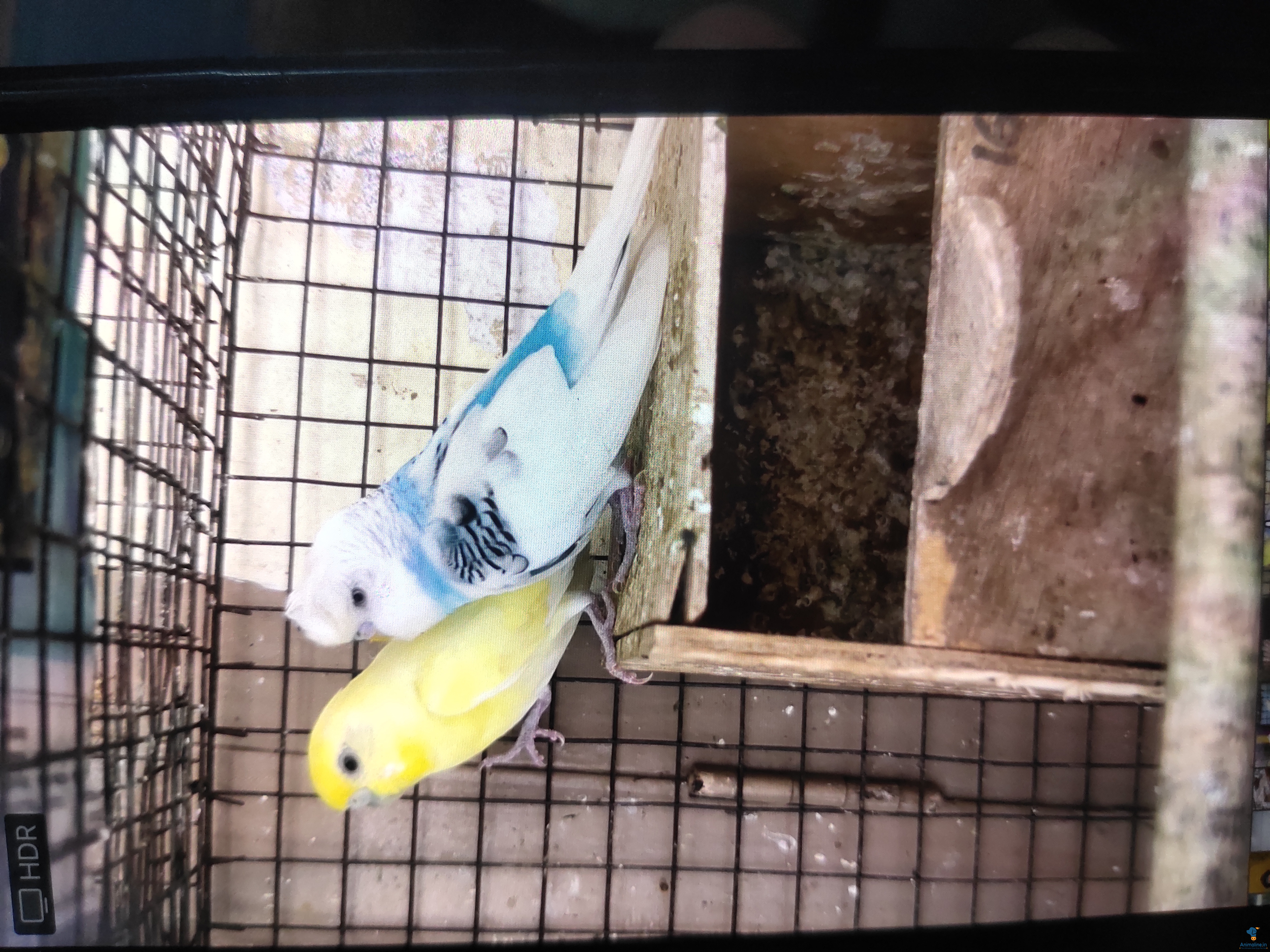 Double crested male and rare color female love Birds