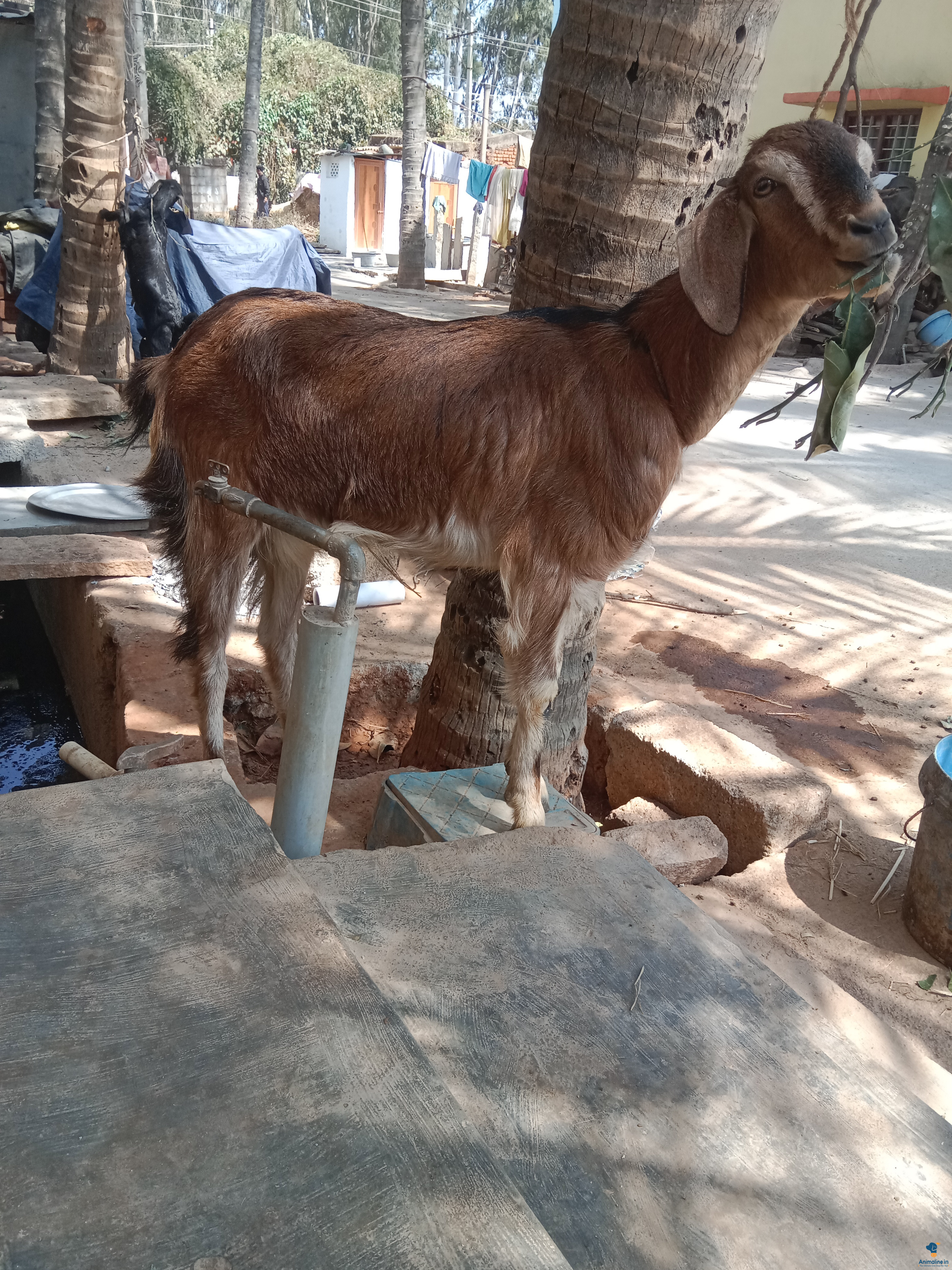 8 Months Female goat