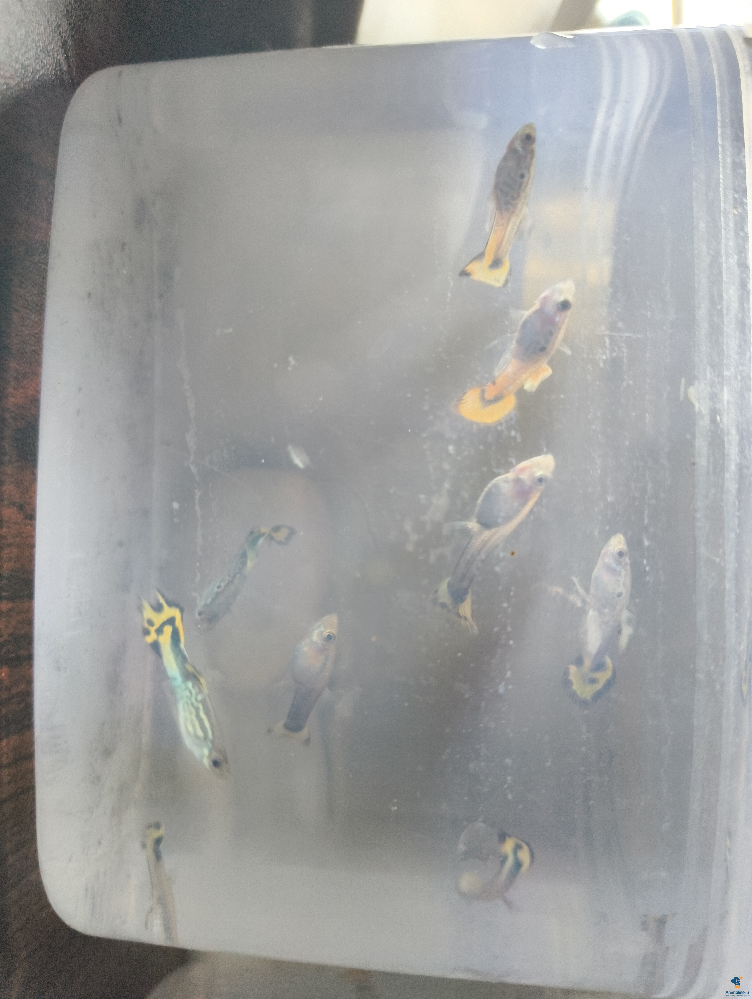 Two varieties of guppy fish 