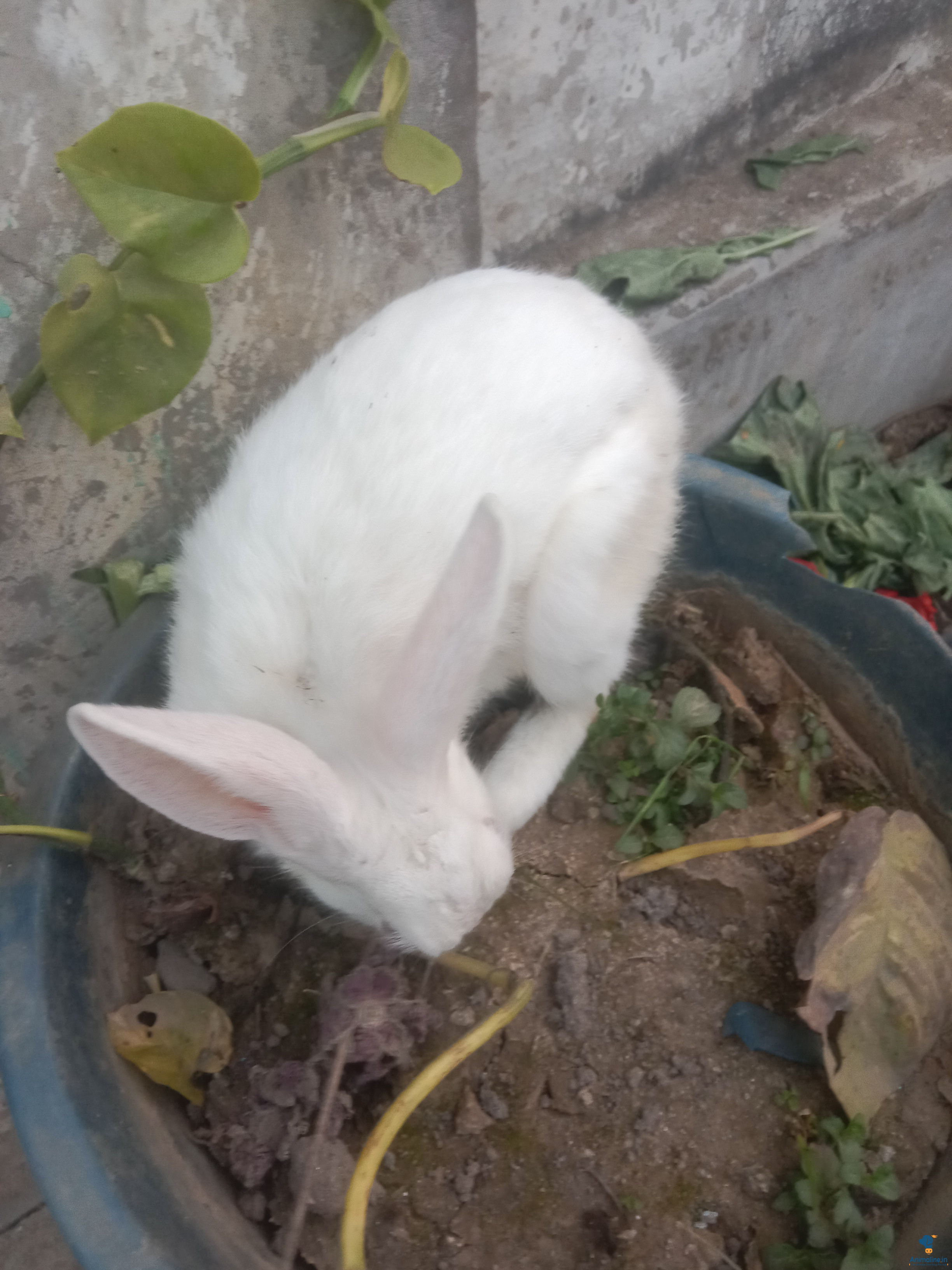 Gender male Hai age five manth hai eye ka color pink hai