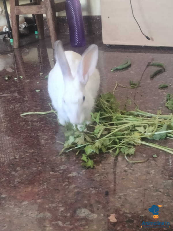2 years female rabbit 