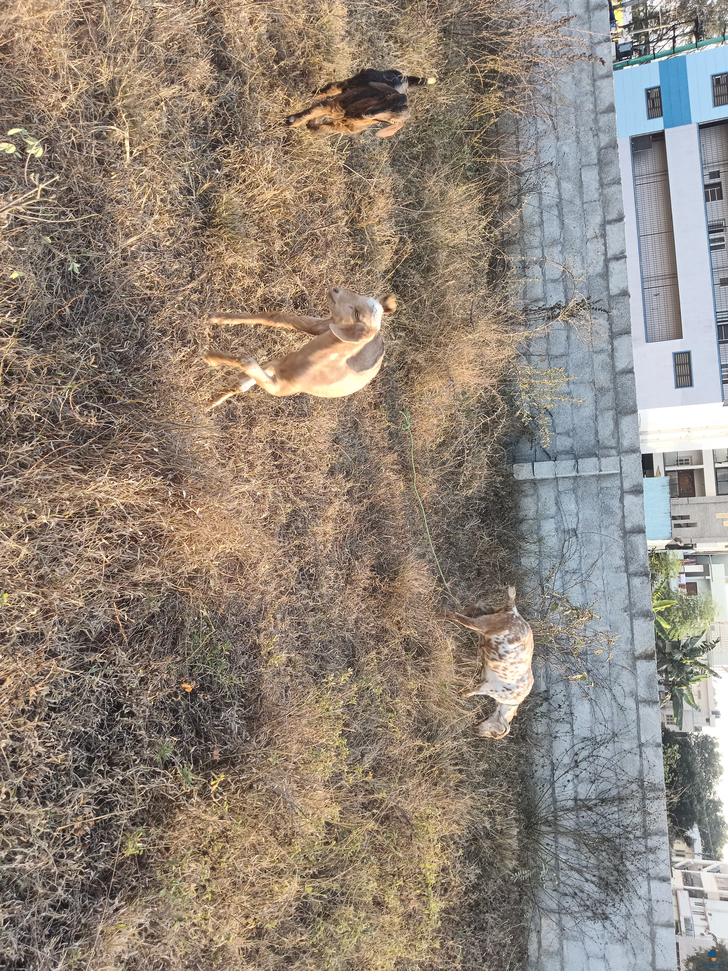 Female 2year and male and female kids around 4 month