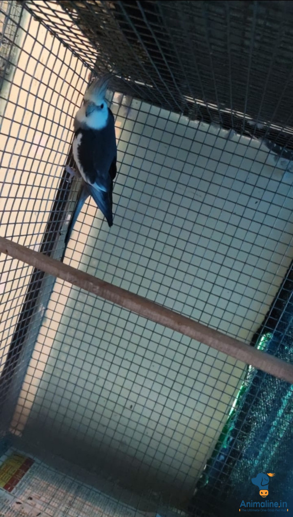 ALL TYPES OF BIRDS AVAILABLE 