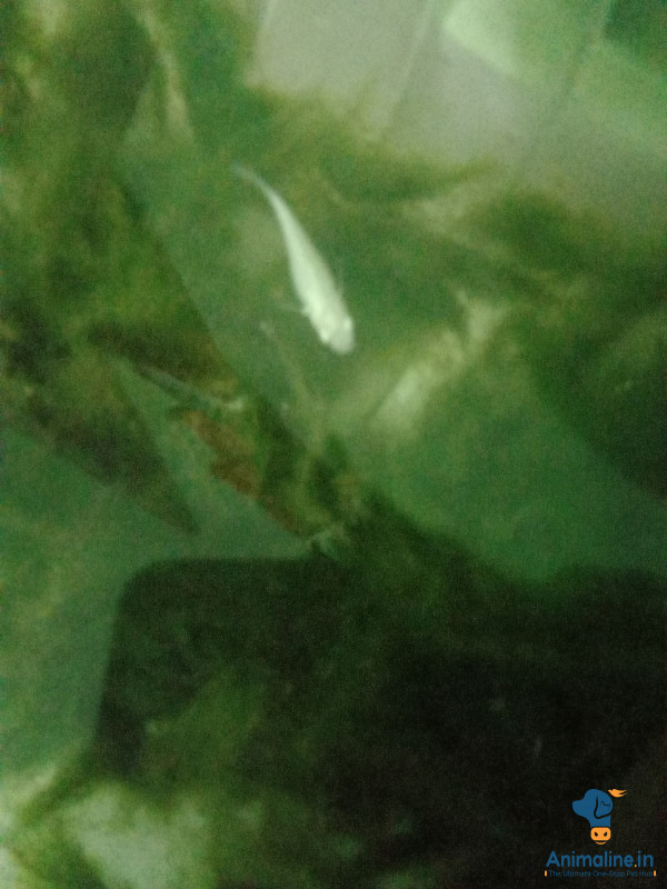 For farmer's and lotus plant 