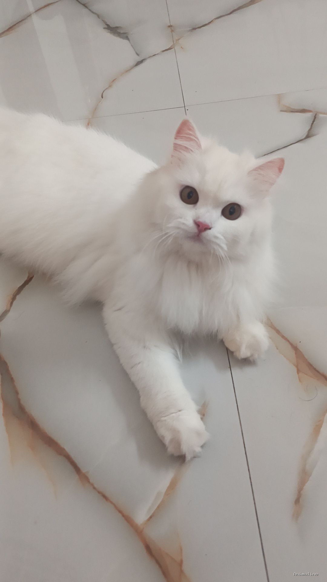 Angel, smart and beautiful