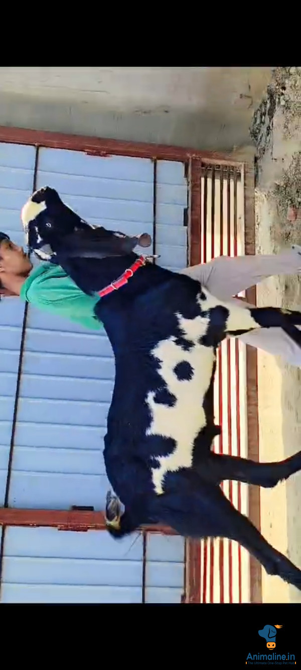 2 saal ka hone wala hai aandu bakra hai white aankh main hau