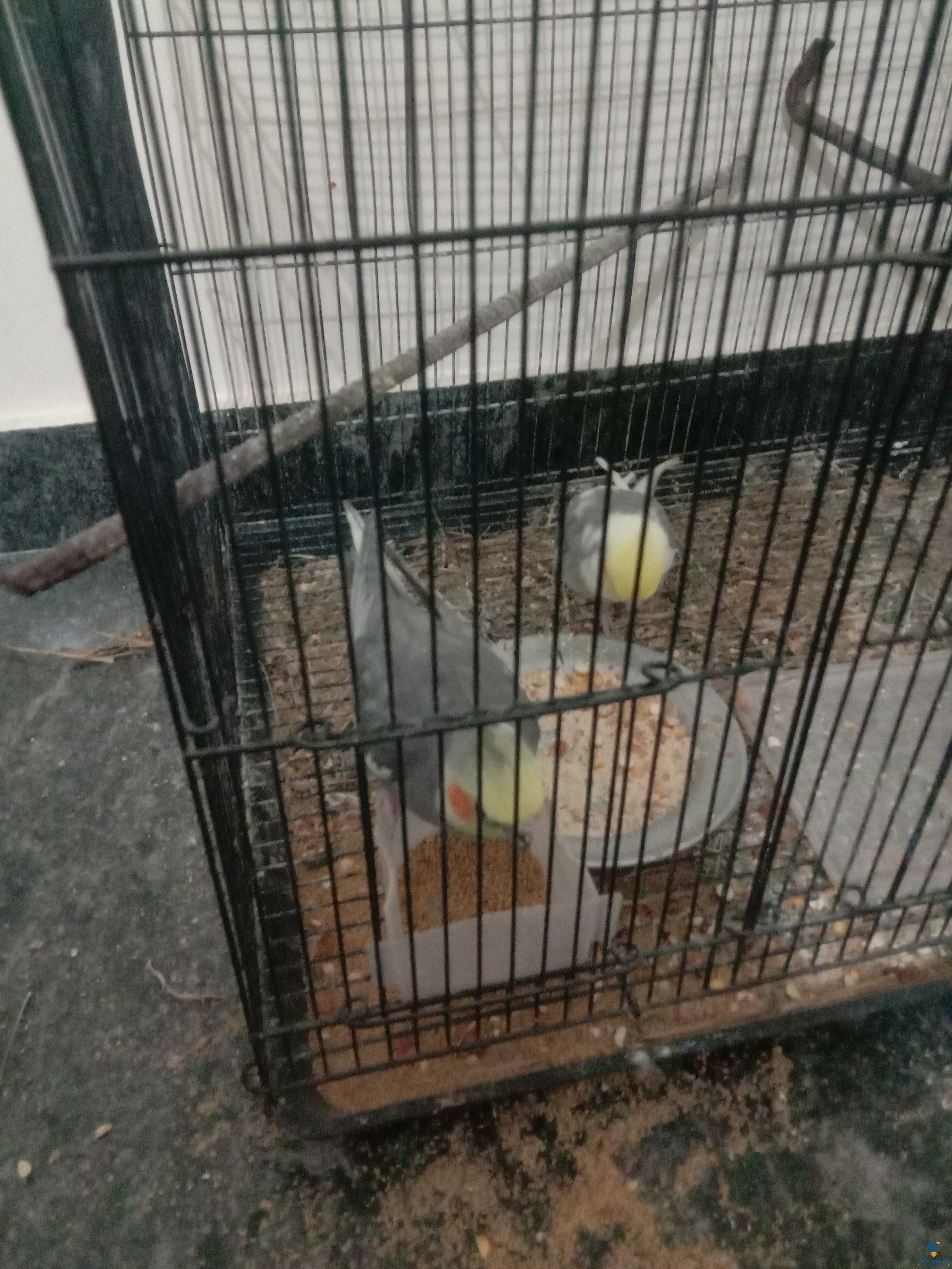 One year cocktail pair