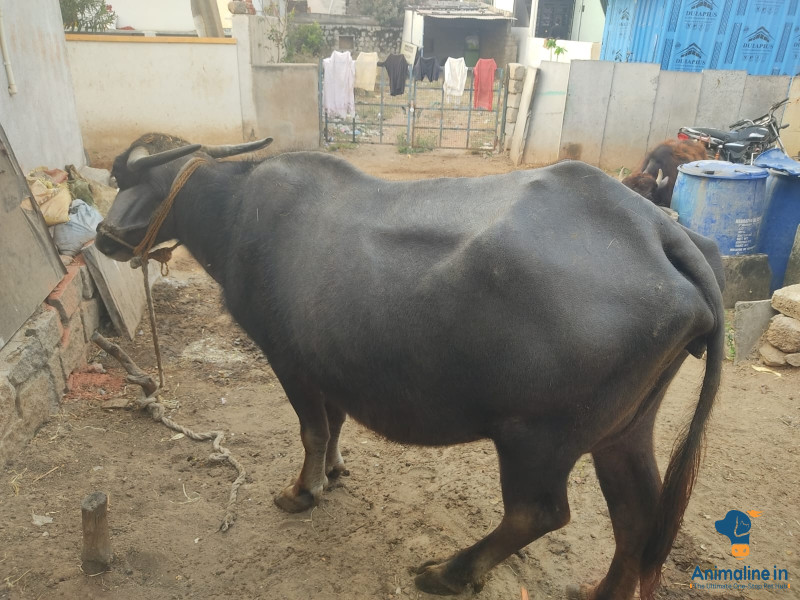 3 year s old female buffalo 