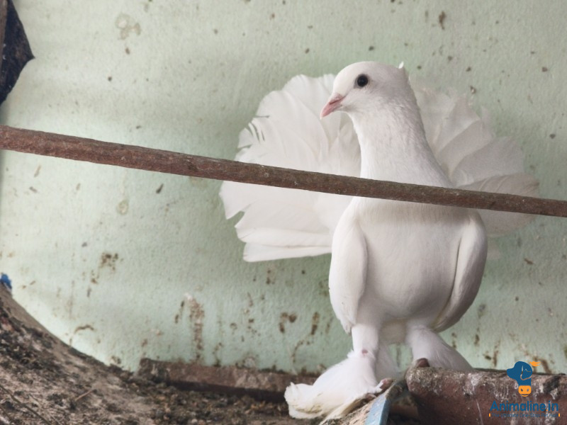 White fancy Pigeon for sale 